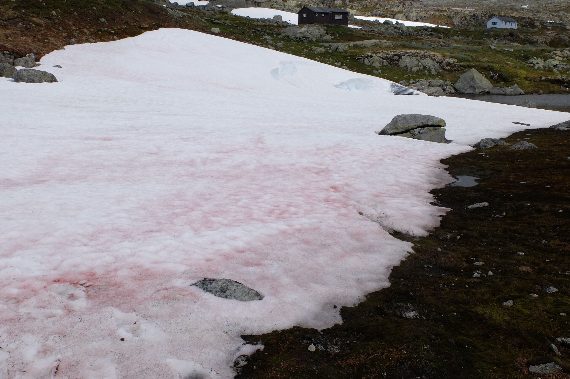 Rød snø skyldes algen Chlamydomonas nivalis