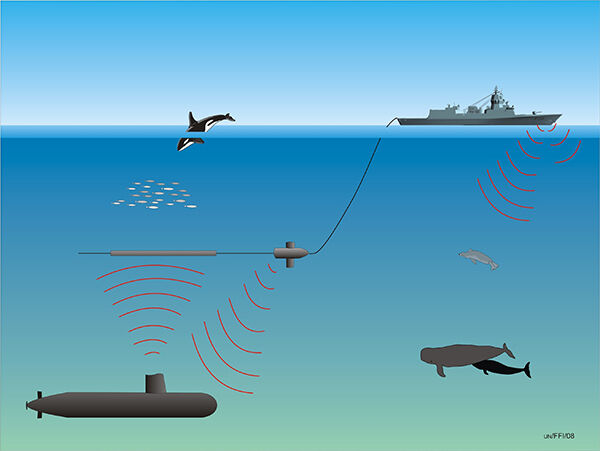 Militære sonarer brukes til å jakte på ubåter, men kan også skremme nebbhvaler