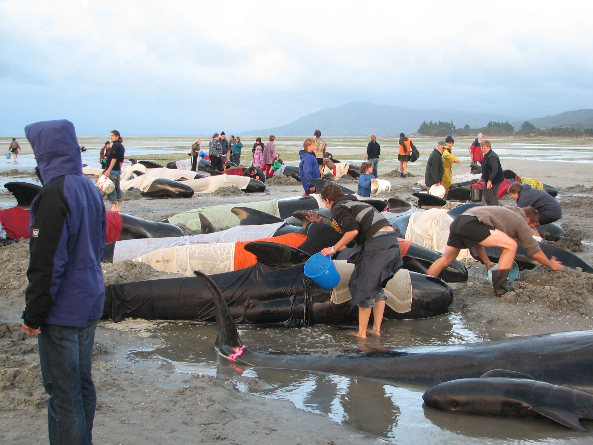 Strandete hvaler på en strand i New Zealand