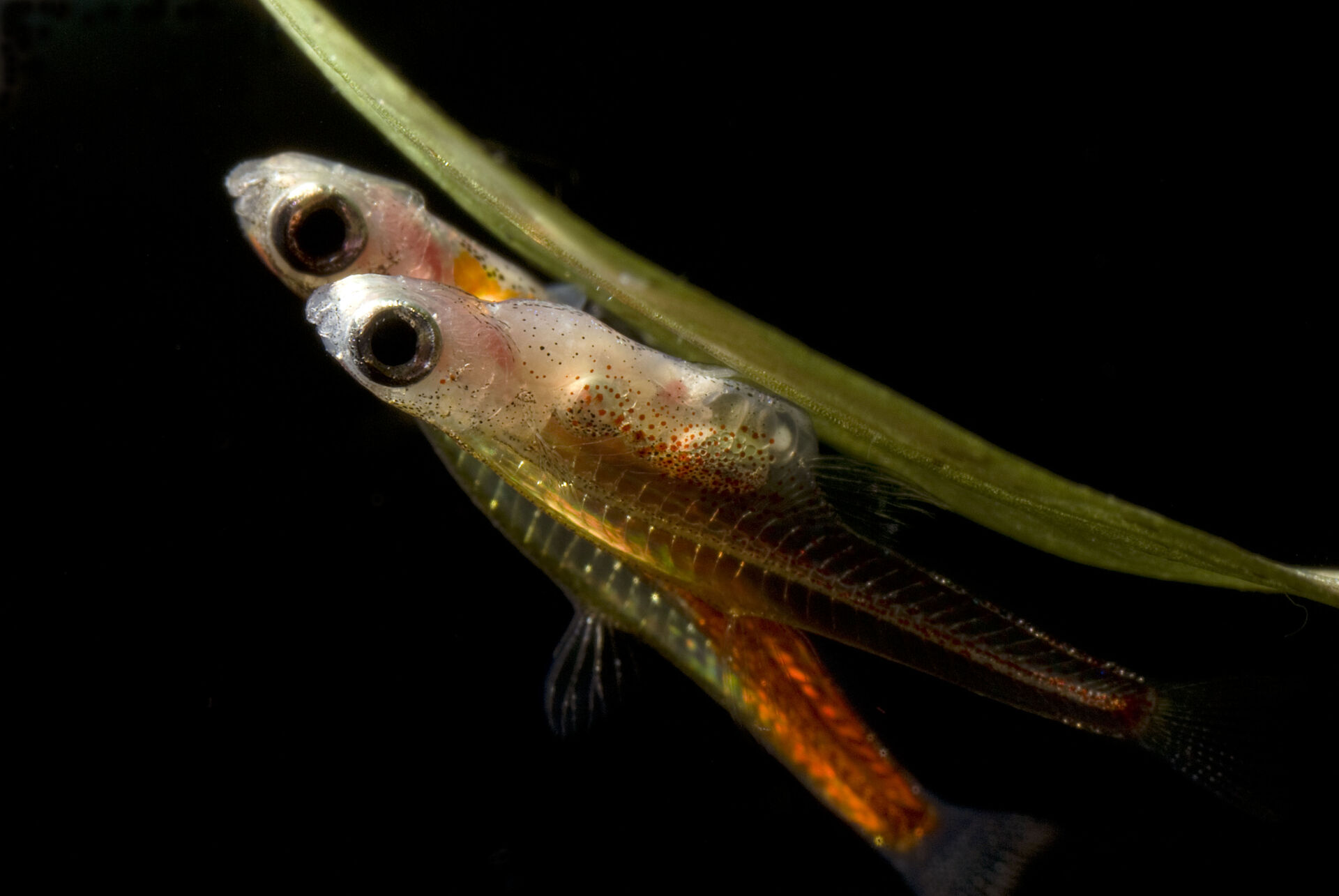De små karpefiskene ser ut som larver hele livet, men blir likevel kjønnsmodne og kan parre seg.