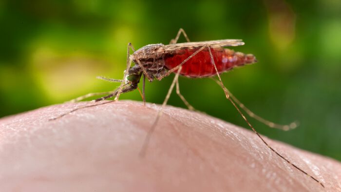 En av myggartene som sprer malaria