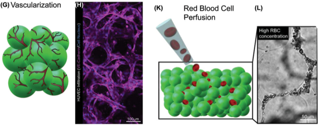 figur fra forskningsartikkelen som viser mikroskopibilde av blodårene