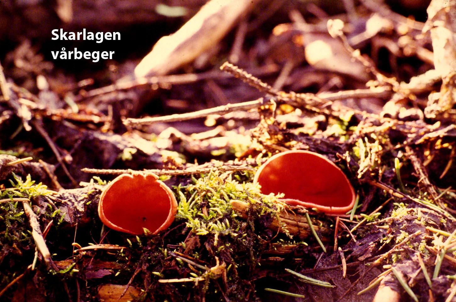 Skarlagen vårbeger har en av de sterkeste rødfargene i Norsk natur.