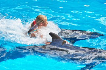 vann ,virveldyr ,vanlige delfiner ,væske ,pattedyr.