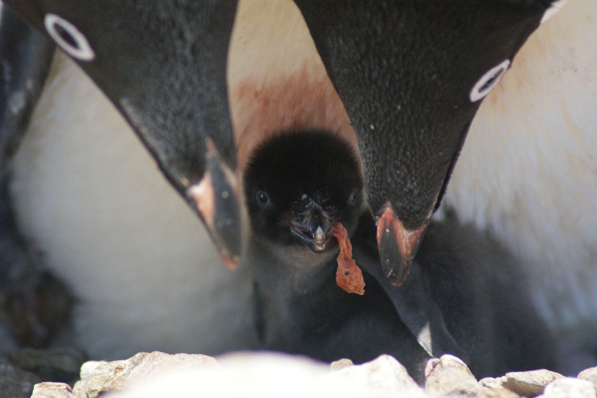 Familiemiddag for adeliepingviner i Antarktis