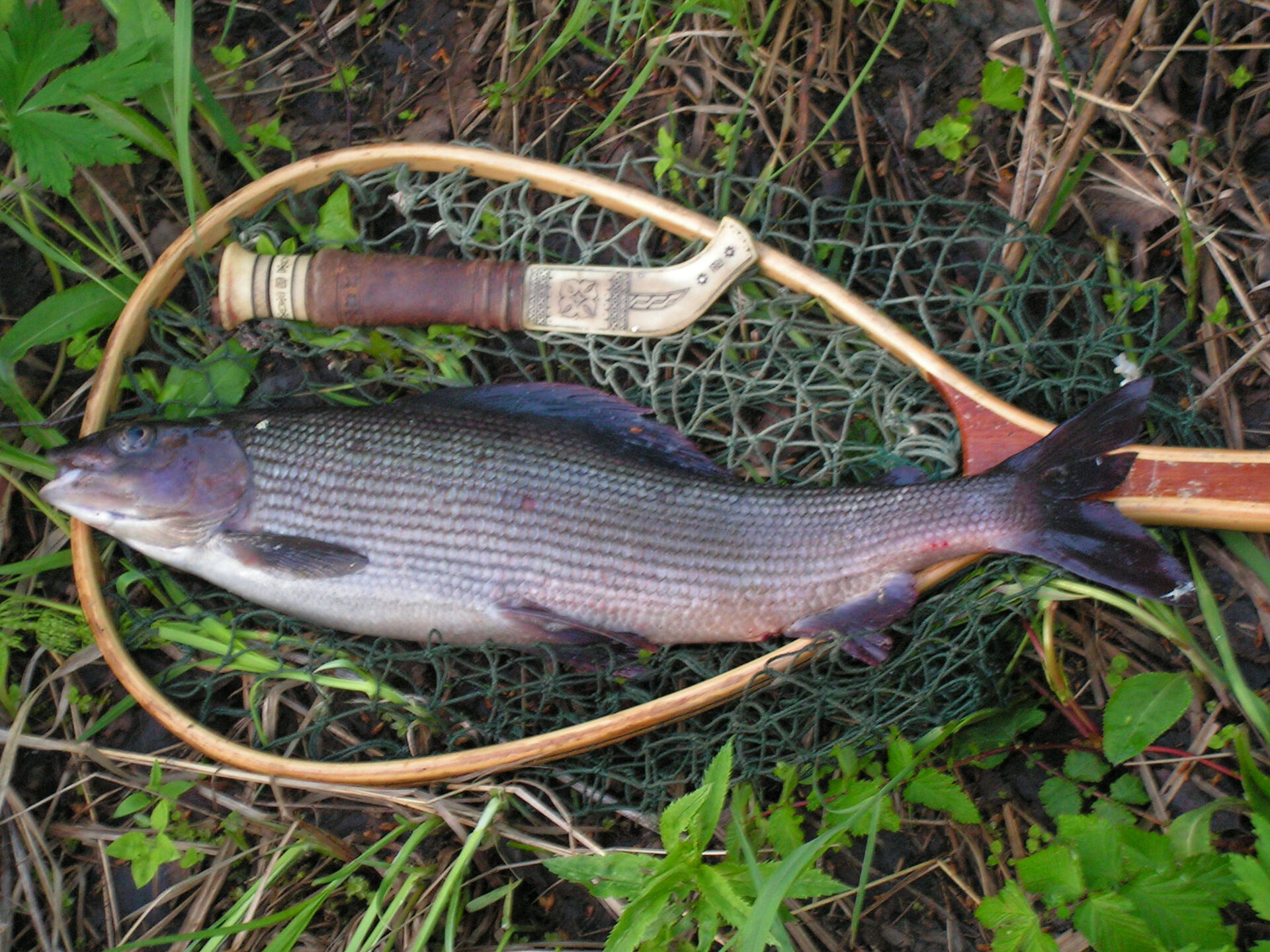 Harren er populær blant sportsfiskere.