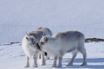 snø ,hunderase ,ulv ,terrestrisk dyr ,vinter.