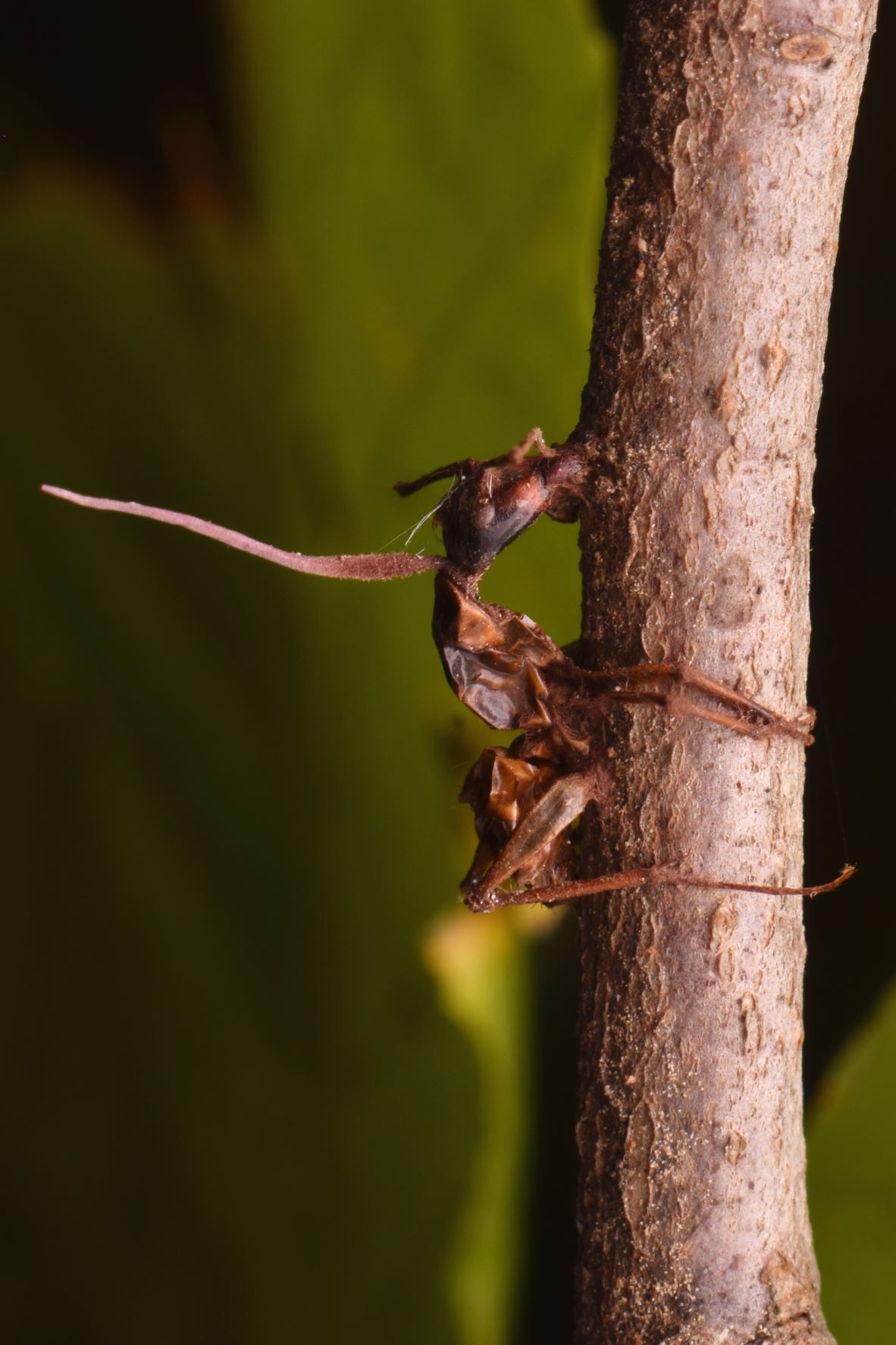 Ophiocordyceps og maur
