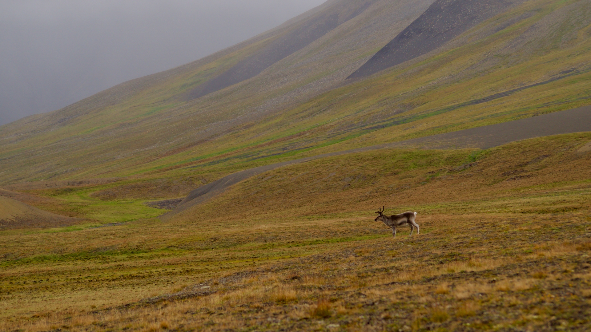 en ensom rein på Svalbard