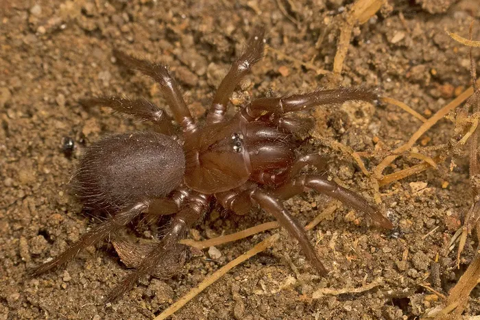 Edderkopp som kravlar på jord